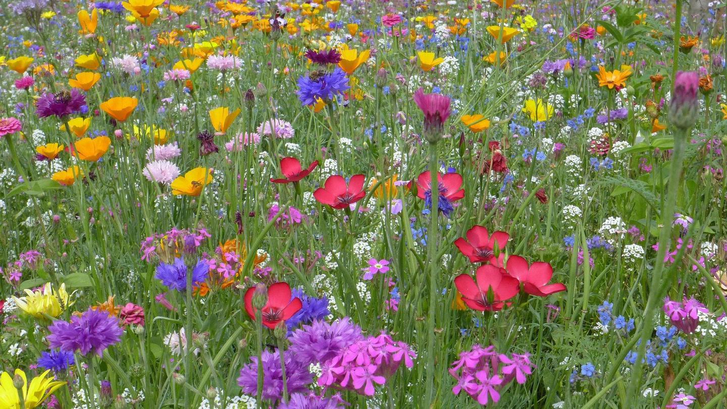 pixabay_blumenwiese_102~_v-sr__169__1440.jpg